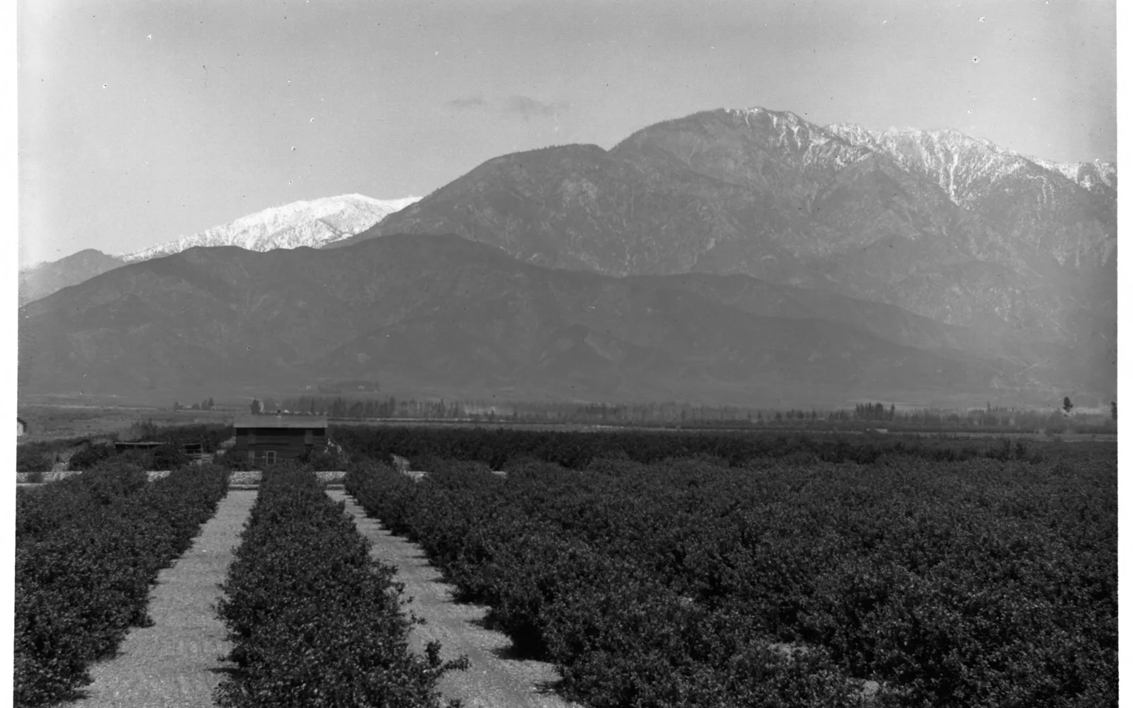 Historic photograph of citrus groves in Ontario, California from around 1900, showing rows of orange and lemon trees